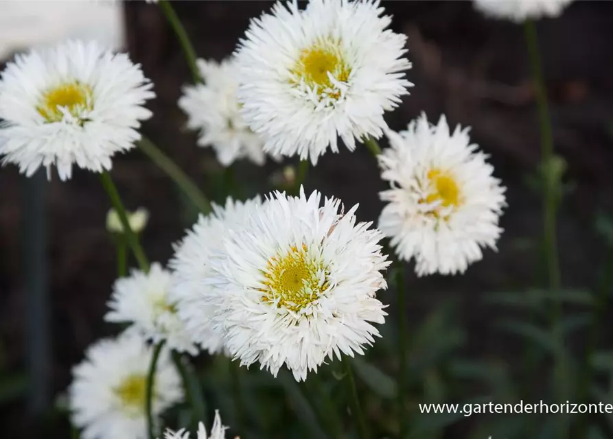 Großblumige Garten-Margerite 'Snehurka'