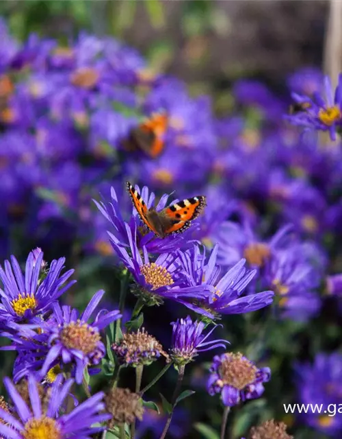 Garten-Sommer-Aster 'Blue King'