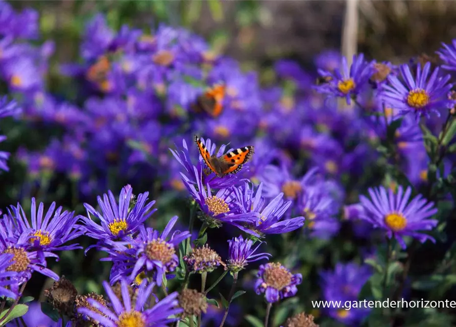 Garten-Sommer-Aster 'Blue King'