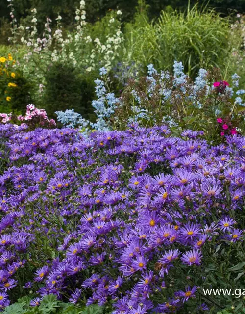 Garten-Sommer-Aster 'Blue King'