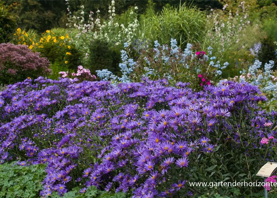 Garten-Sommer-Aster 'Blue King'