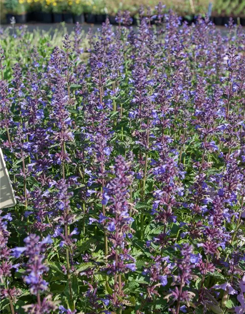 Großblütige Garten-Katzenminze 'Blue Danube'