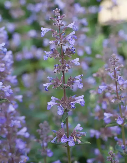 Großblütige Garten-Katzenminze 'Blue Danube'