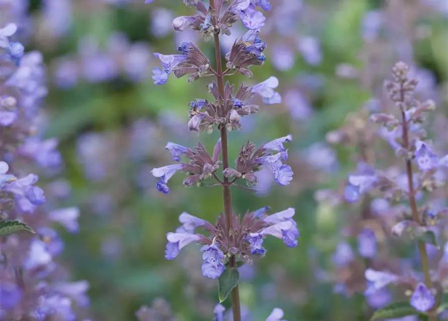 Großblütige Garten-Katzenminze 'Blue Danube'