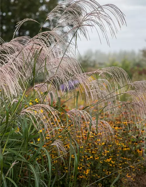 Garten-Chinaschilf 'Rosi'