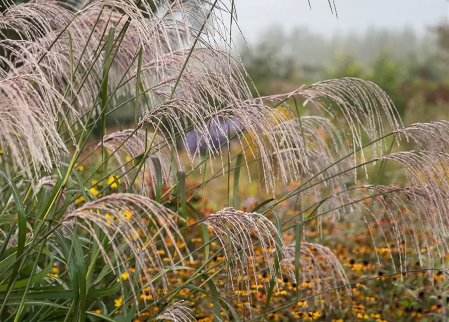 Garten-Chinaschilf 'Rosi'