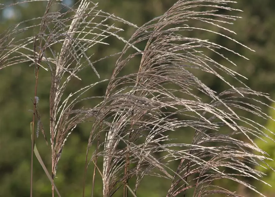 Garten-Chinaschilf 'Rosi'