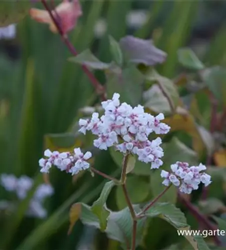 Garten-Glockenknöterich 'Southcomb White'