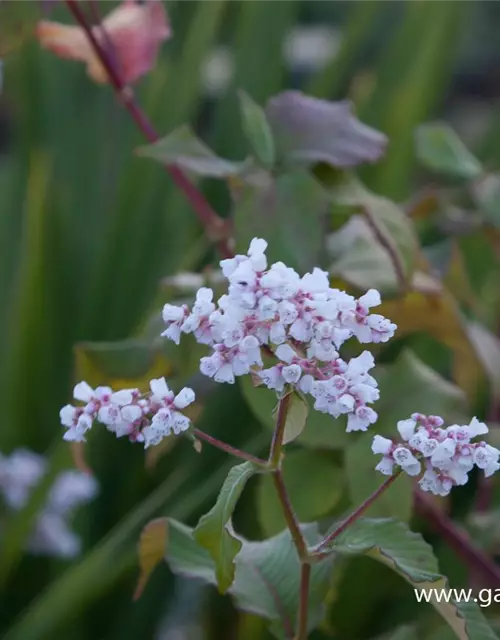 Garten-Glockenknöterich 'Southcomb White'