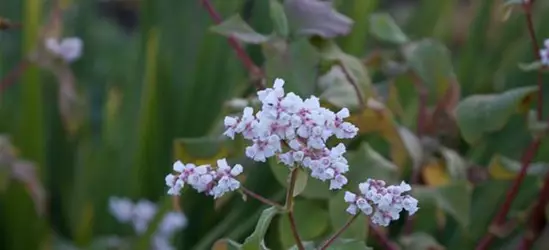 Garten-Glockenknöterich 'Southcomb White'