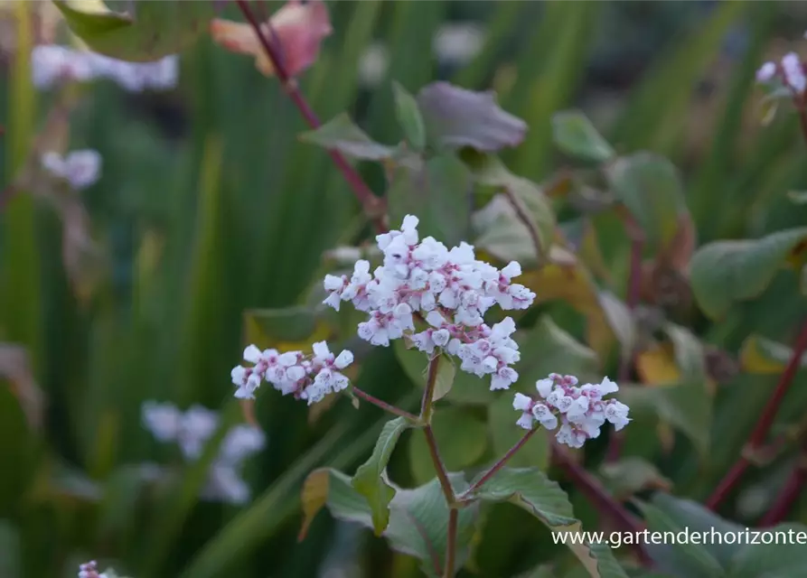 Garten-Glockenknöterich 'Southcomb White'