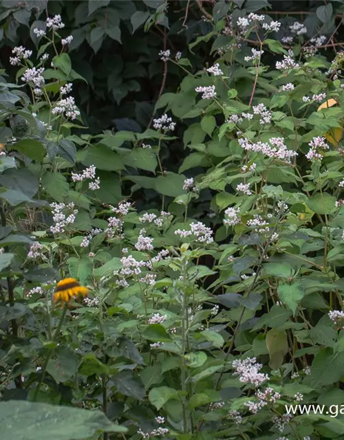 Garten-Glockenknöterich 'Southcomb White'