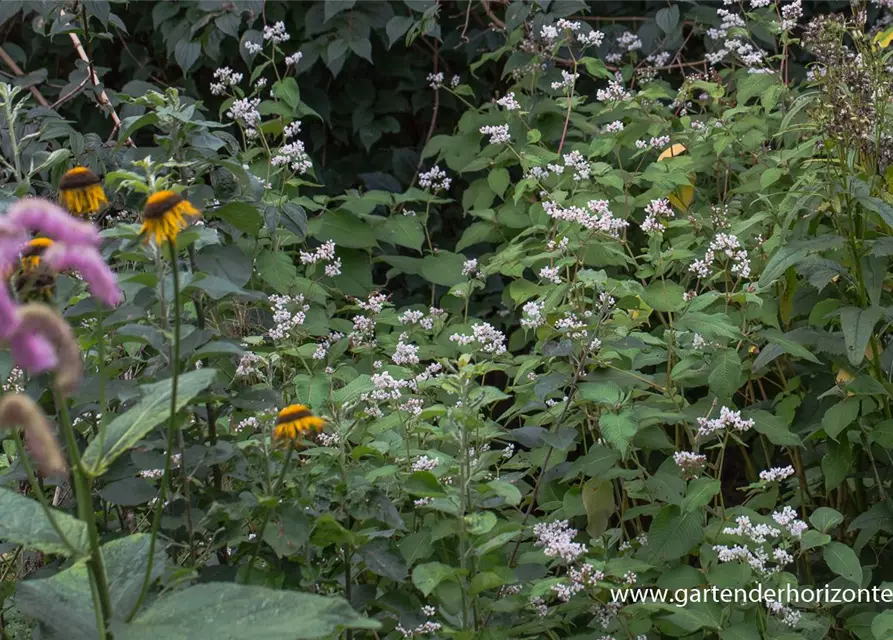 Garten-Glockenknöterich 'Southcomb White'