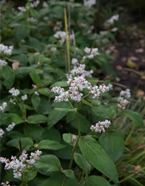 Garten-Glockenknöterich 'Southcomb White'