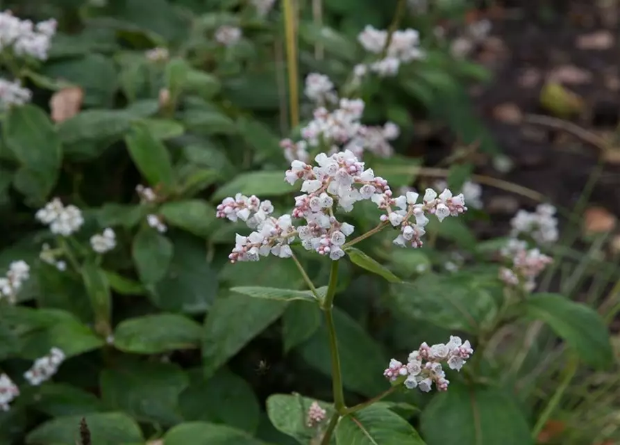 Garten-Glockenknöterich 'Southcomb White'