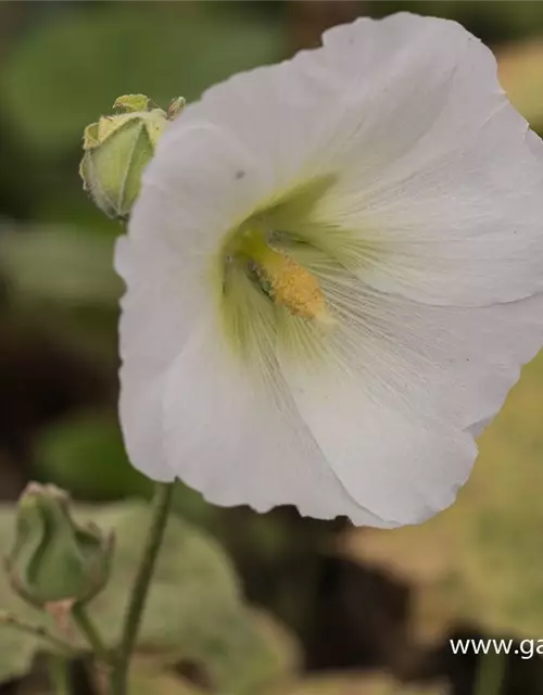 Garten-Stockrose 'Spotlight Polarstar'