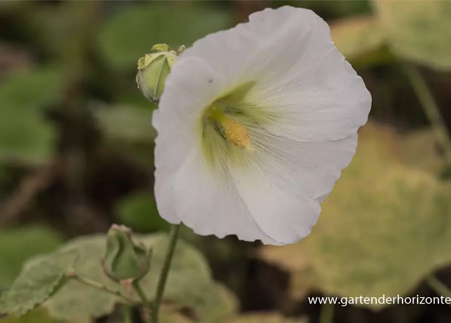 Garten-Stockrose 'Spotlight Polarstar'