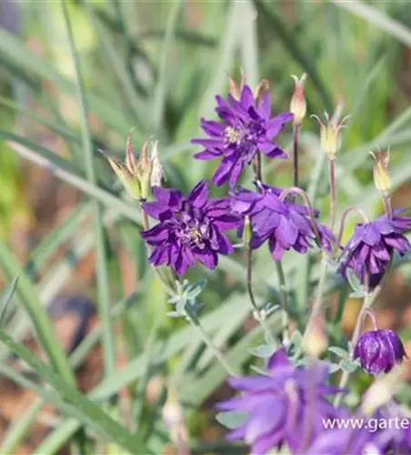 Garten-Akelei 'Blue Barlow'