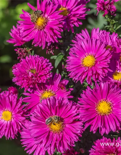 Garten-Glattblatt-Aster 'Neron'