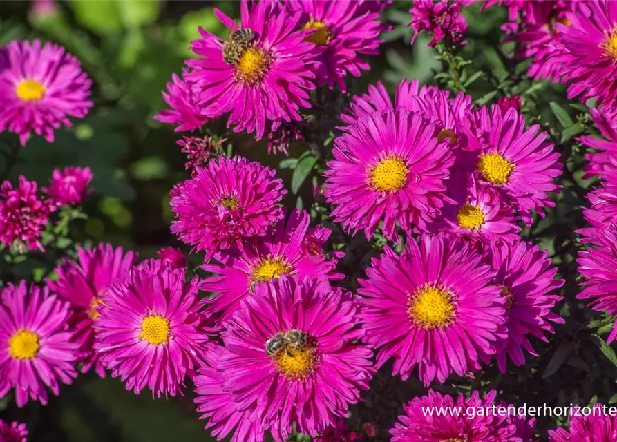 Garten-Glattblatt-Aster 'Neron'