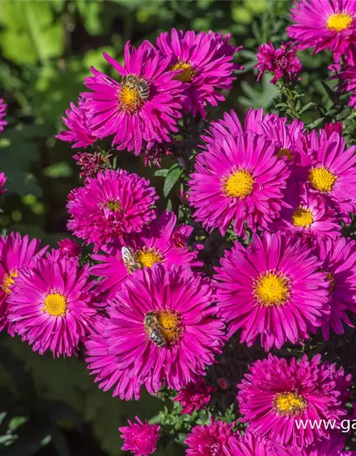 Garten-Glattblatt-Aster 'Neron'