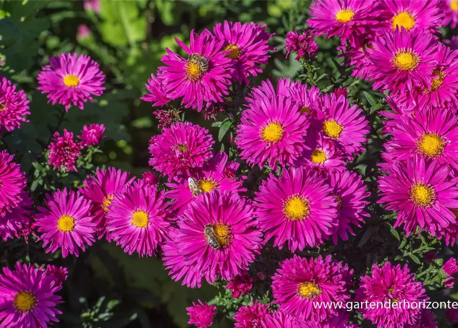 Garten-Glattblatt-Aster 'Neron'