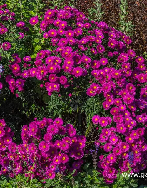 Garten-Glattblatt-Aster 'Neron'