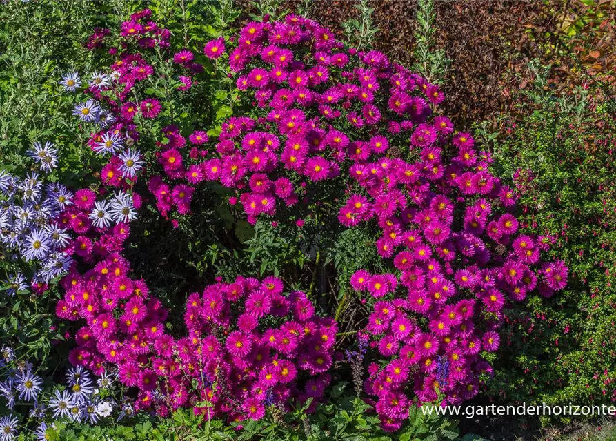 Garten-Glattblatt-Aster 'Neron'