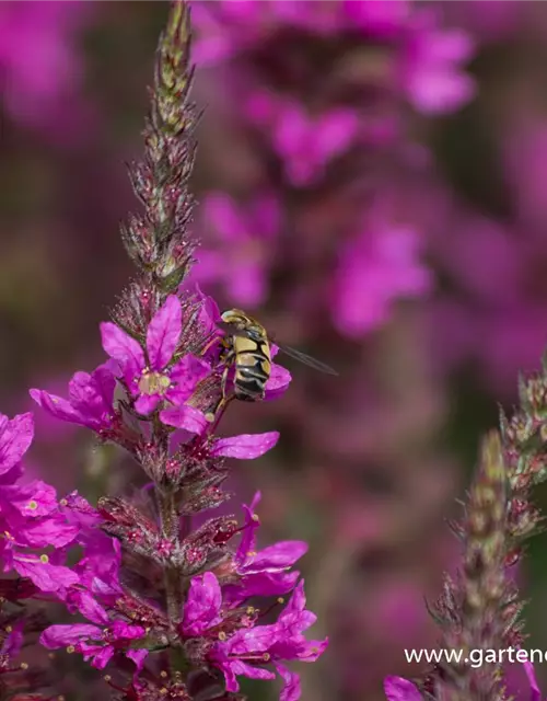 Garten-Ruten-Weiderich 'Dropmore Purple'