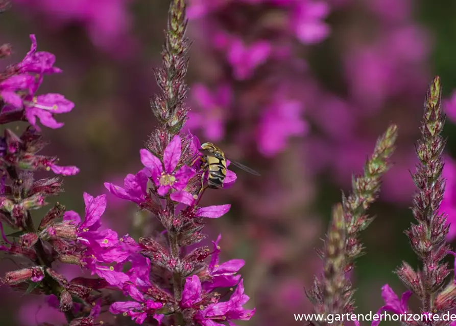 Garten-Ruten-Weiderich 'Dropmore Purple'