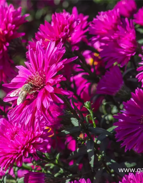 Garten-Glattblatt-Aster 'Neron'