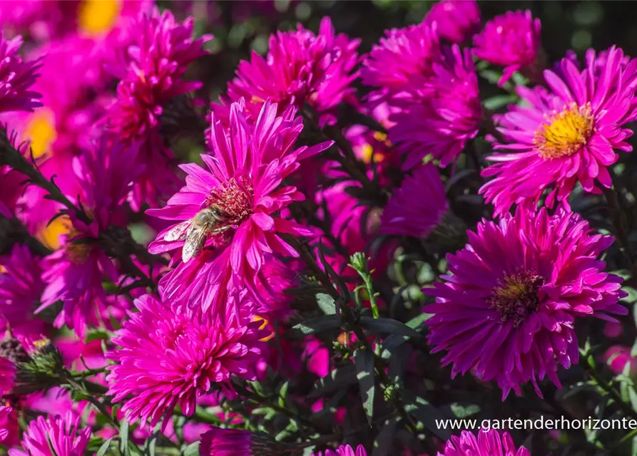 Garten-Glattblatt-Aster 'Neron'