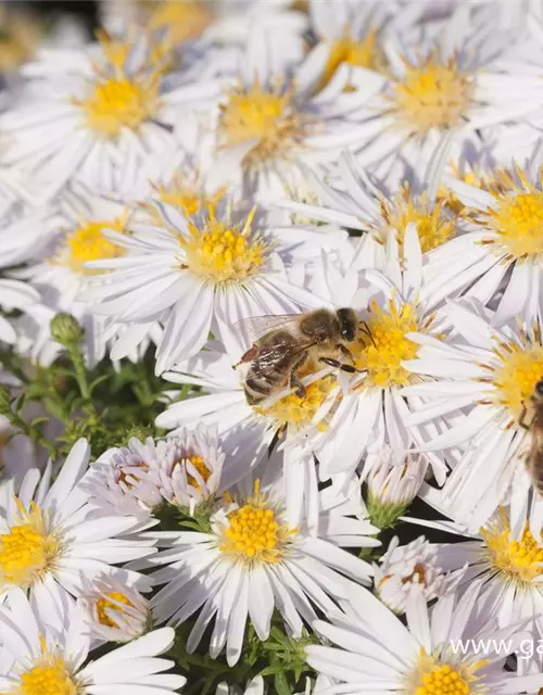 Garten-Kissen-Aster 'Apollo'