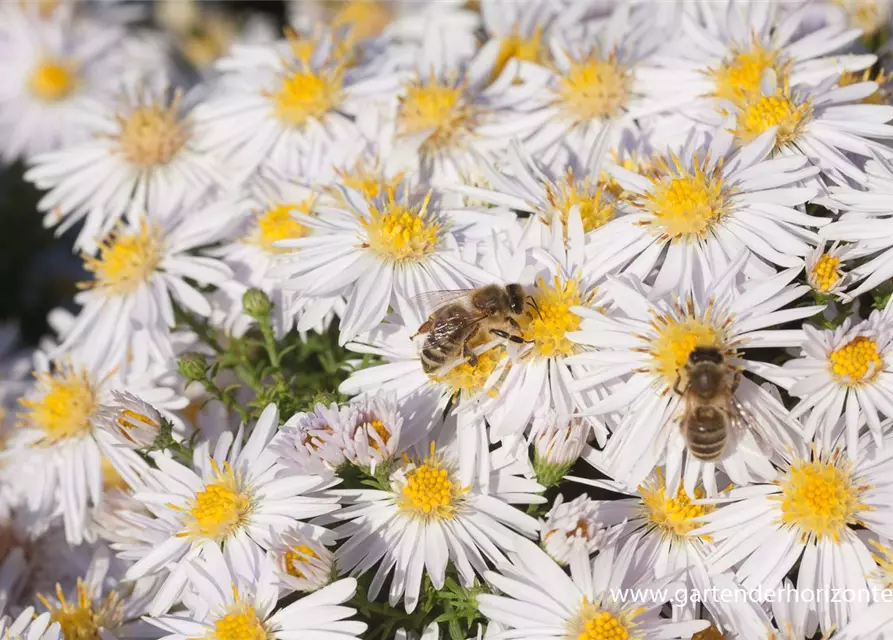 Garten-Kissen-Aster 'Apollo'