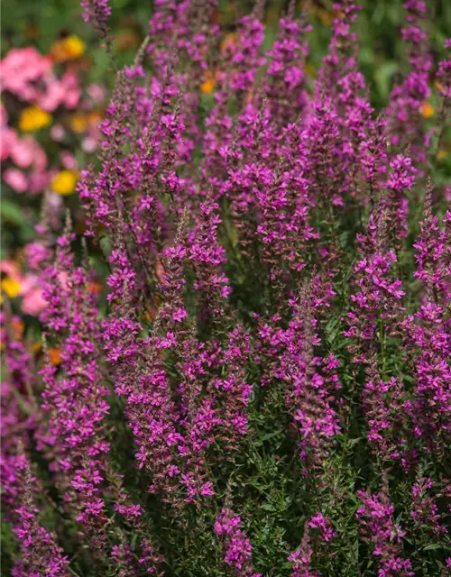 Garten-Ruten-Weiderich 'Dropmore Purple'