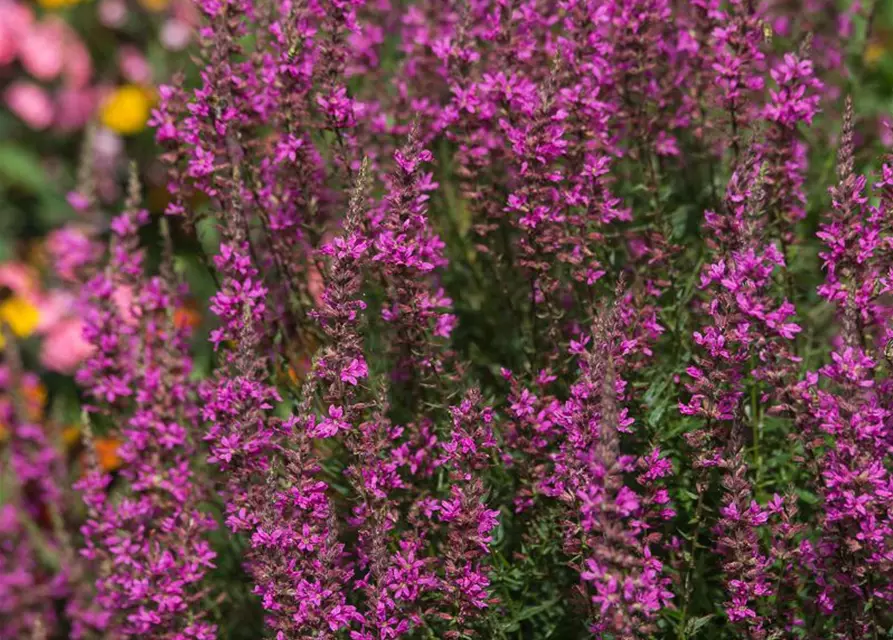 Garten-Ruten-Weiderich 'Dropmore Purple'