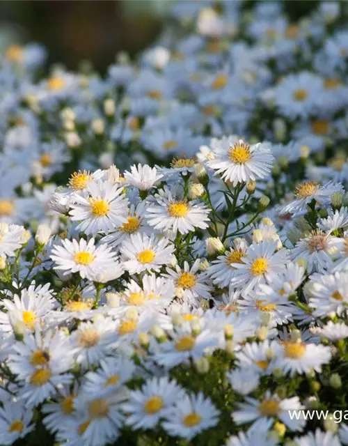 Garten-Kissen-Aster 'Apollo'