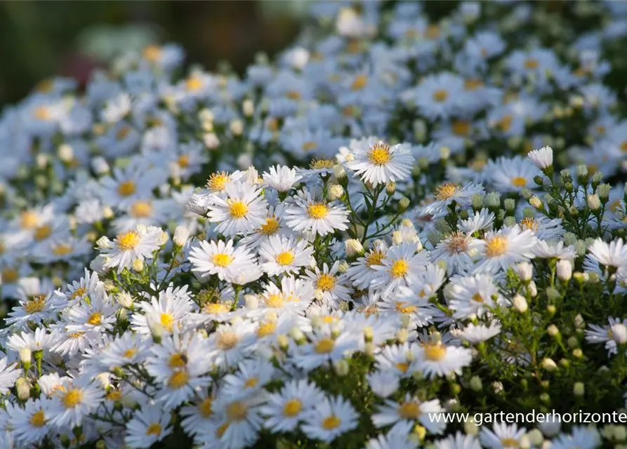 Garten-Kissen-Aster 'Apollo'