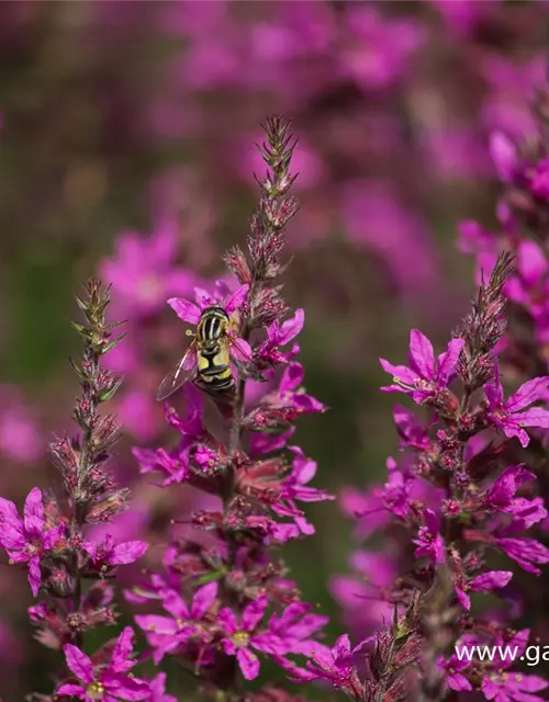 Garten-Ruten-Weiderich 'Dropmore Purple'