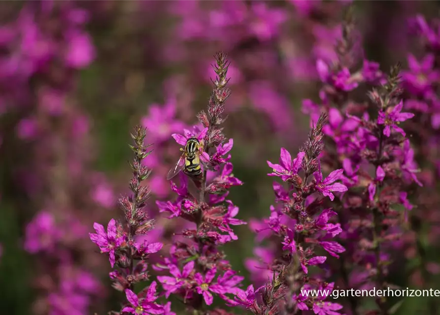 Garten-Ruten-Weiderich 'Dropmore Purple'