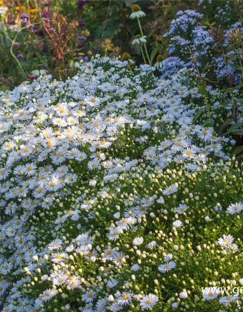 Garten-Kissen-Aster 'Apollo'