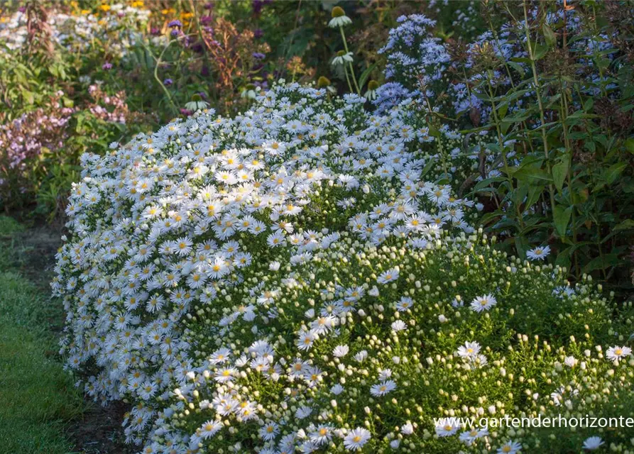 Garten-Kissen-Aster 'Apollo'