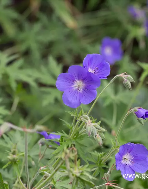 Geranium pratense 'Brookside'