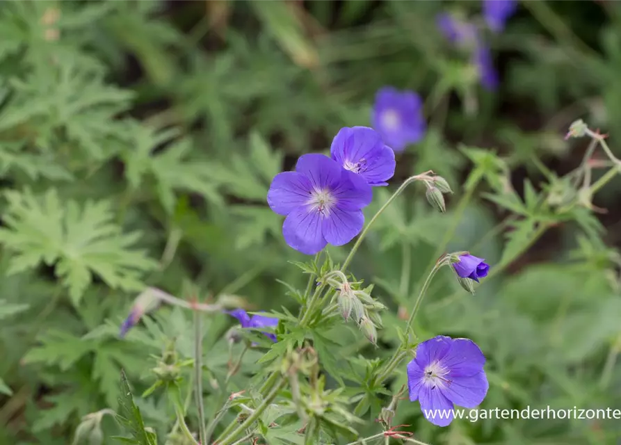 Geranium pratense 'Brookside'