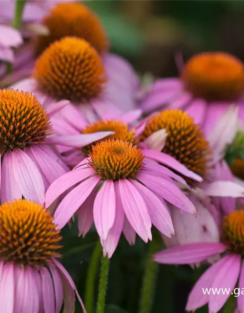 Garten-Scheinsonnenhut 'Mistral'