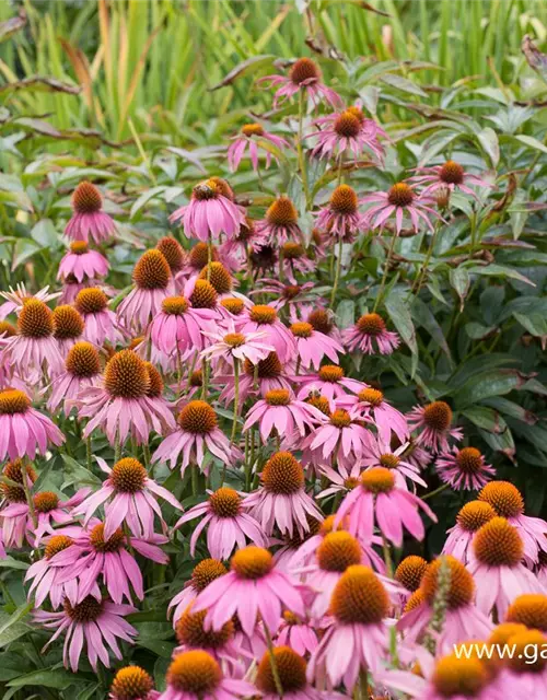 Garten-Scheinsonnenhut 'Mistral'