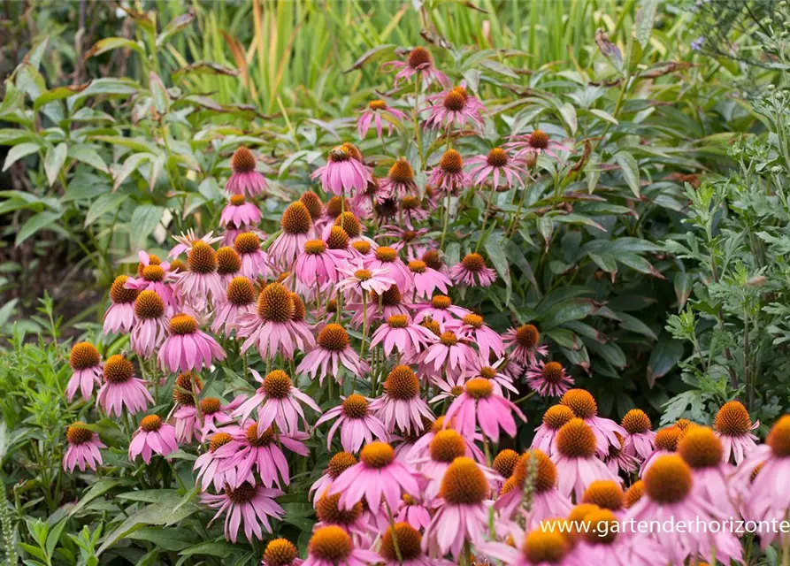 Garten-Scheinsonnenhut 'Mistral'