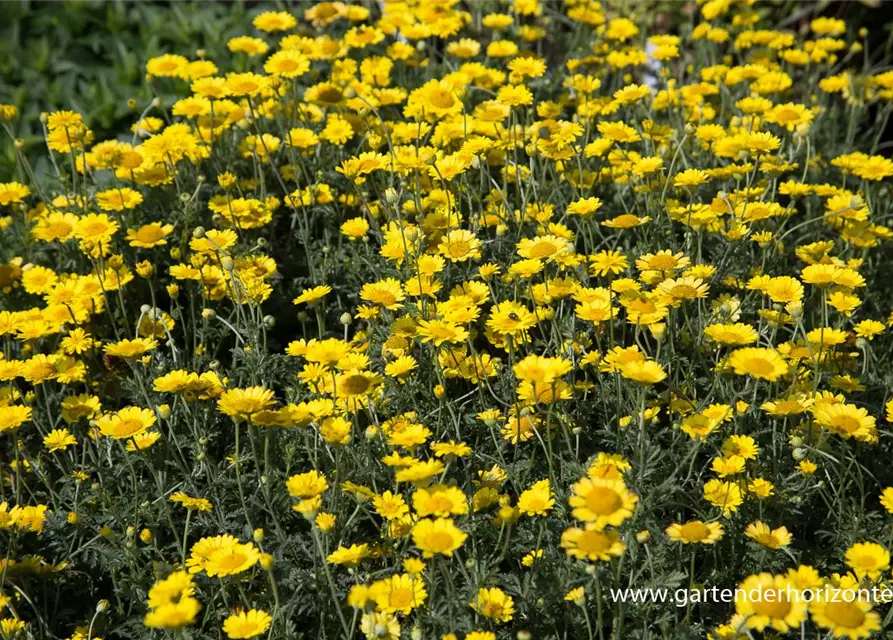 Garten-Färber-Hundskamille 'Dwarf Form'