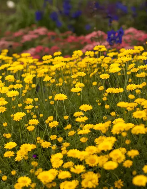 Garten-Färber-Hundskamille 'Dwarf Form'