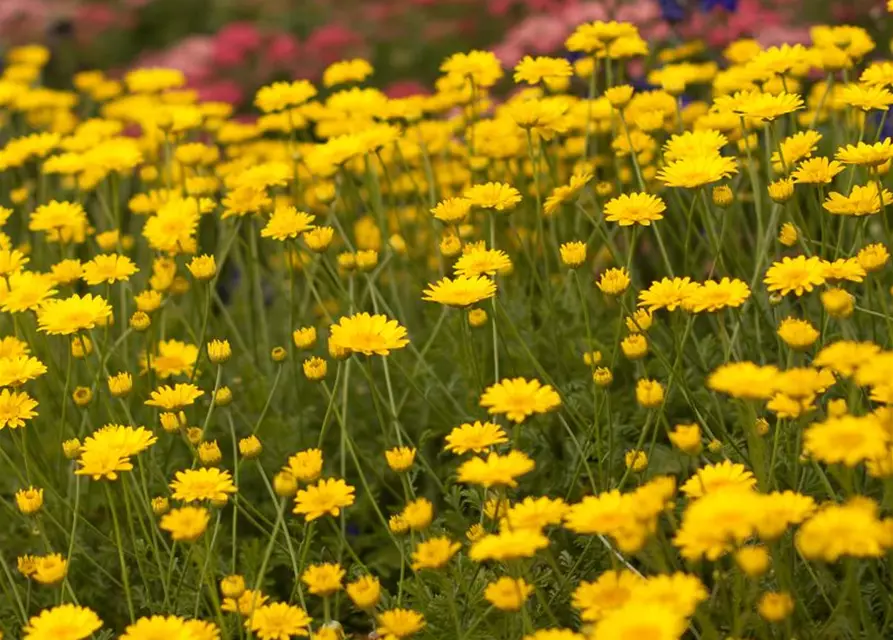 Garten-Färber-Hundskamille 'Dwarf Form'